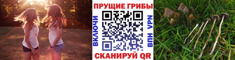 Псилоцибиновые грибы Magic Shrooms  купить наркоту  Видное 